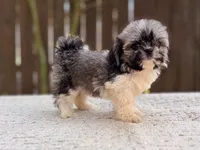 Peaches , a female Shih Tzu for sale in Kentwood, LA – 4 of 8