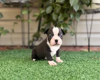 Daisy , a female Boston Terrier for sale in Kentwood, LA – 5 of 6