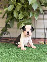 Aster, a male Boston Terrier for sale in Kentwood, LA – 2 of 8