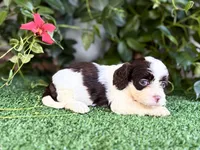 Tinkerbell, a female Cockapoo for sale in Kentwood, LA – 3 of 4