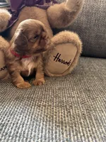 Twix, a male Shih Tzu for sale in Pauline, SC – 4 of 5