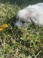 Frost, a female Great Pyrenees for sale in Pauline, SC – 6 of 6