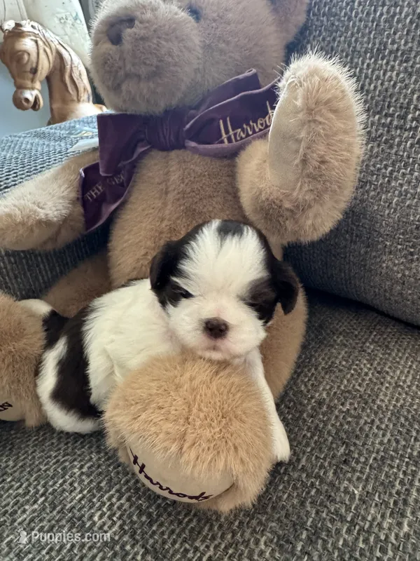 Oreo – Shih Tzu puppy for sale in Pauline, SC
