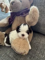 Oreo, a female Shih Tzu for sale in Pauline, SC – 1 of 5