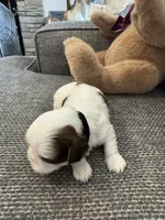 Teddy , a male Shih Tzu for sale in Pauline, SC – 2 of 5