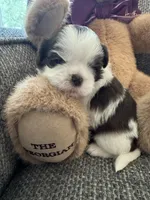 Oreo, a female Shih Tzu for sale in Pauline, SC – 2 of 5