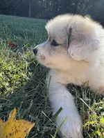 Frost, a female Great Pyrenees for sale in Pauline, SC – 4 of 6