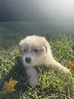Frost, a female Great Pyrenees for sale in Pauline, SC – 2 of 6