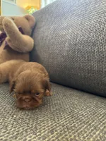 Snickers, a male Shih Tzu for sale in Pauline, SC – 2 of 4
