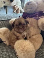 Twix, a male Shih Tzu for sale in Pauline, SC – 2 of 5