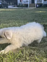Frost, a female Great Pyrenees for sale in Pauline, SC – 3 of 6