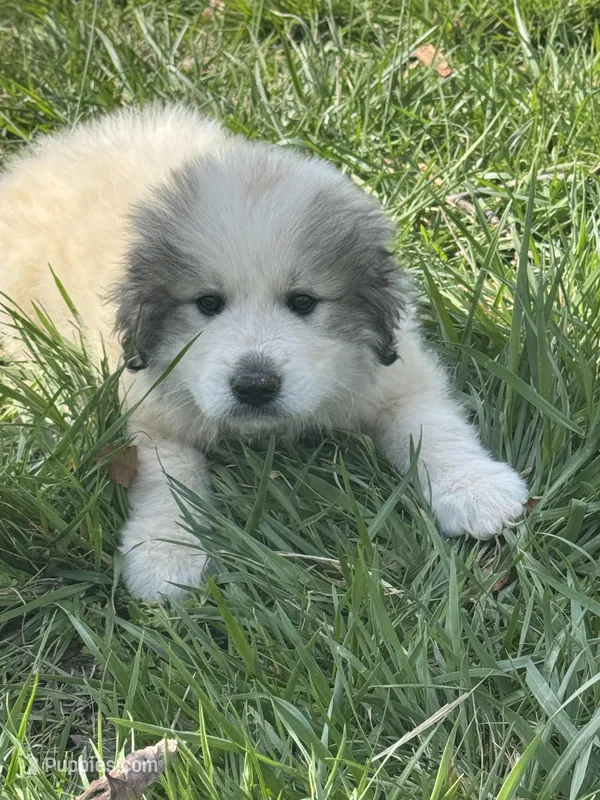 Jack – Great Pyrenees puppy for sale in Pauline, SC