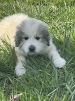 Jack, a male Great Pyrenees for sale in Pauline, SC – Photo 1 of 5