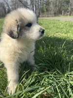 Jack, a male Great Pyrenees for sale in Pauline, SC – Photo 3 of 5