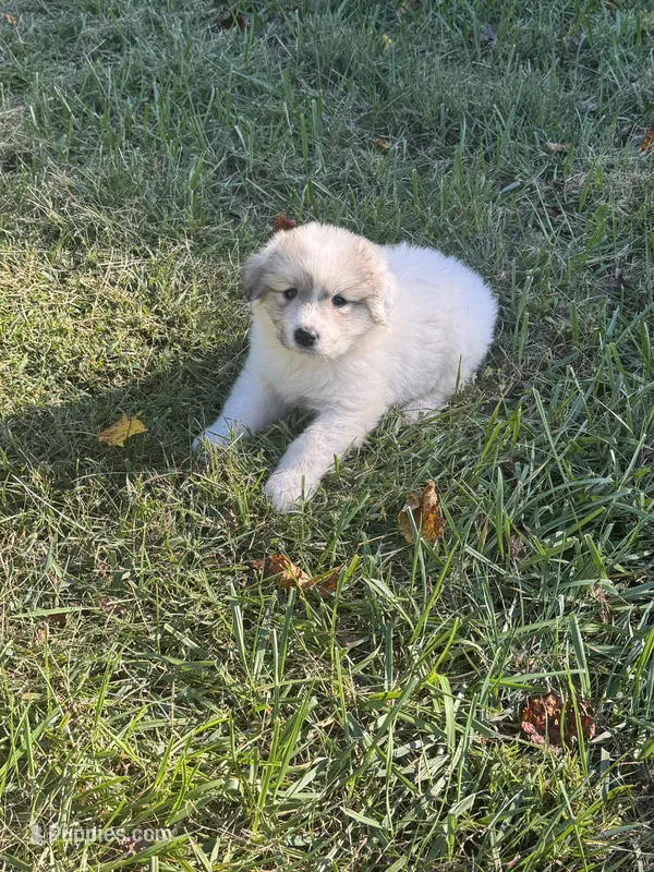 Frost – Great Pyrenees puppy for sale in Pauline, SC