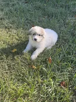 Frost, a female Great Pyrenees for sale in Pauline, SC – 1 of 6