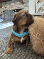 Baby Ruth, a female Shih Tzu for sale in Pauline, SC – 3 of 4