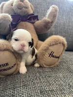 Teddy , a male Shih Tzu for sale in Pauline, SC – 4 of 5
