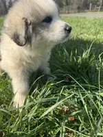 Remi, a female Great Pyrenees for sale in Pauline, SC – Photo 3 of 5