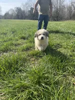 Remi, a female Great Pyrenees for sale in Pauline, SC – Photo 4 of 5