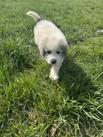 Remi, a female Great Pyrenees for sale in Pauline, SC – Photo 5 of 5