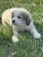 Remi, a female Great Pyrenees for sale in Pauline, SC – Photo 2 of 5