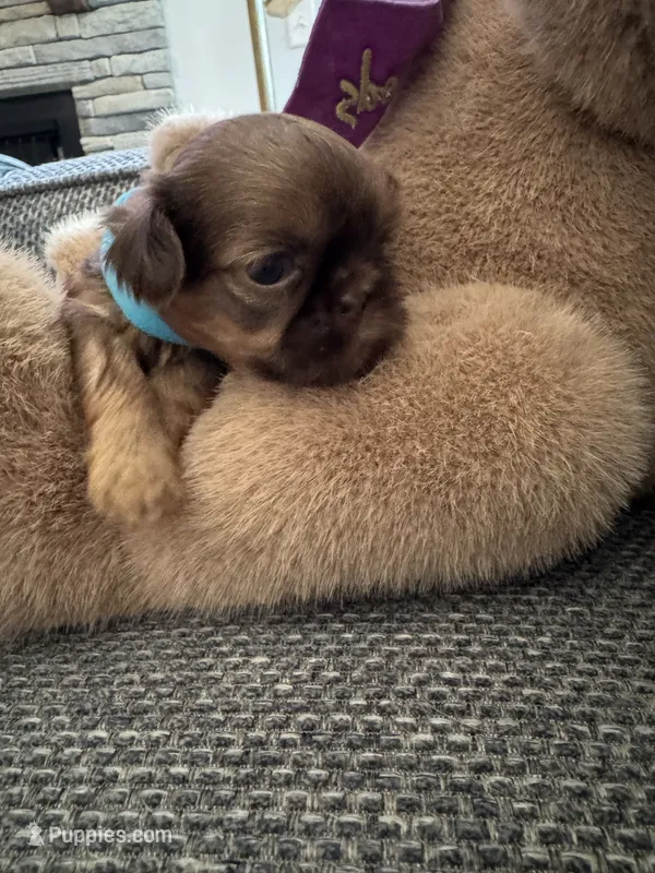  Baby Ruth – Shih Tzu puppy for sale in Pauline, SC