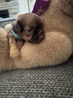  Baby Ruth, a female Shih Tzu for sale in Pauline, SC – 1 of 4