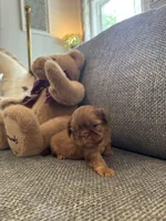 Snickers, a male Shih Tzu for sale in Pauline, SC – 3 of 4