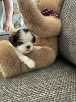 Oreo, a female Shih Tzu for sale in Pauline, SC – 4 of 5