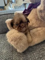 Twix, a male Shih Tzu for sale in Pauline, SC – 5 of 5
