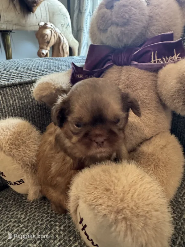 Twix – Shih Tzu puppy for sale in Pauline, SC