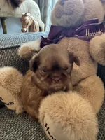 Twix, a male Shih Tzu for sale in Pauline, SC – 1 of 5