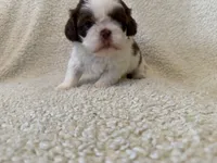 Frost, a male Shih Tzu for sale in Pauline, SC – Photo 3 of 5