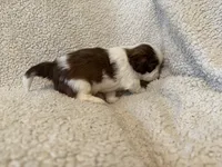 Frost, a male Shih Tzu for sale in Pauline, SC – Photo 2 of 5