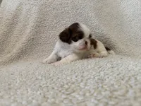 Frost, a male Shih Tzu for sale in Pauline, SC – Photo 5 of 5