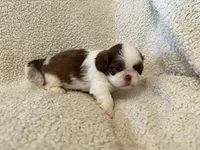 Frost, a male Shih Tzu for sale in Pauline, SC – Photo 4 of 5