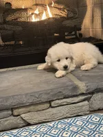 Blue, a male Great Pyrenees for sale in Pauline, SC – Photo 1 of 5