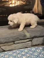 Blue, a male Great Pyrenees for sale in Pauline, SC – Photo 3 of 5