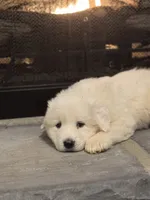 Blue, a male Great Pyrenees for sale in Pauline, SC – Photo 2 of 5