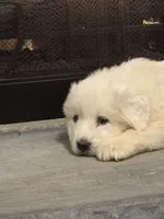 Blue, a male Great Pyrenees for sale in Pauline, SC – Photo 4 of 5
