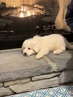 Blue, a male Great Pyrenees for sale in Pauline, SC – Photo 5 of 5