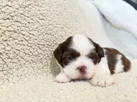 Jolly, a male Shih Tzu for sale in Pauline, SC – Photo 4 of 5