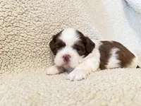 Jolly, a male Shih Tzu for sale in Pauline, SC – Photo 1 of 5