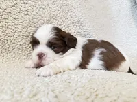 Jolly, a male Shih Tzu for sale in Pauline, SC – Photo 5 of 5