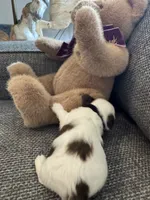 Teddy , a male Shih Tzu for sale in Pauline, SC – 3 of 5