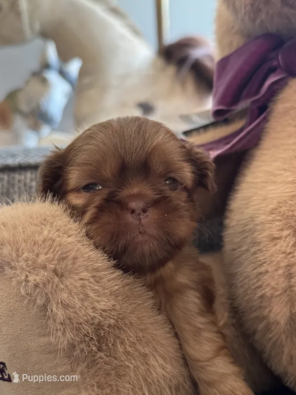 Snickers – Shih Tzu puppy for sale in Pauline, SC
