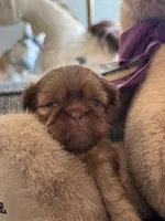 Snickers, a male Shih Tzu for sale in Pauline, SC – 1 of 4