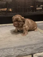 Black, a male Shih Tzu for sale in Pauline, SC – Photo 1 of 4