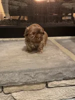 Black, a male Shih Tzu for sale in Pauline, SC – Photo 3 of 4